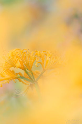 稗田川の黄色い彼岸花（リコリス）