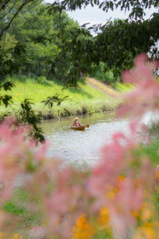 稗田川のピンクの彼岸花（リコリス）と小舟と船頭さん