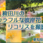 稗田川(愛知県高浜市)のカラフルな彼岸花リコリスを撮影してきた！
