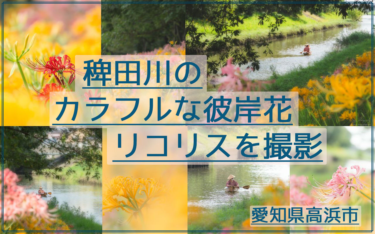 稗田川(愛知県高浜市)のカラフルな彼岸花リコリスを撮影してきた！