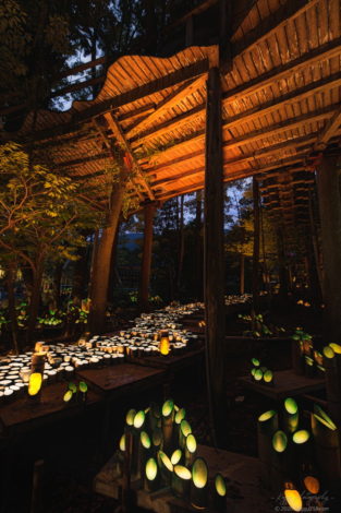 フィッシングサンクチュアリの森林の竹灯り