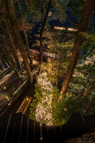 フィッシングサンクチュアリの森林の竹灯り