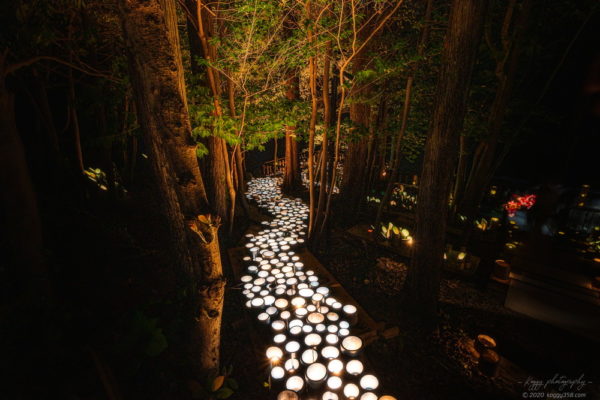 フィッシングサンクチュアリの森林の竹灯り