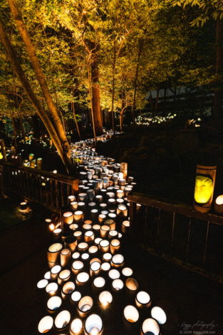 フィッシングサンクチュアリの森林の竹灯り