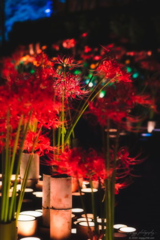 フィッシングサンクチュアリ入ってすぐのカラフルな竹灯りと彼岸花