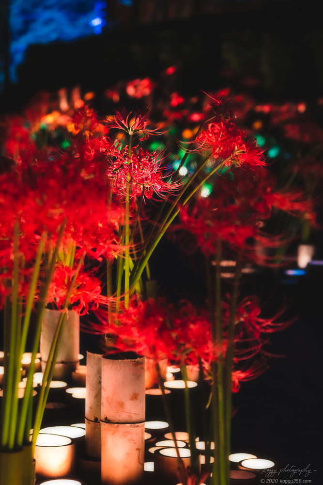 フィッシングサンクチュアリ入ってすぐのカラフルな竹灯りと彼岸花