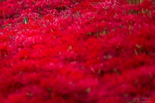 逢妻女川の彼岸花群生地のアゲハ蝶