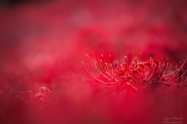 逢妻女川の彼岸花群生地
