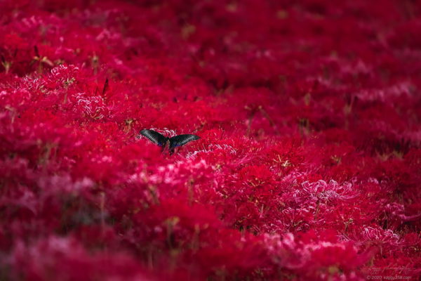 逢妻女川の彼岸花群生地のアゲハ蝶