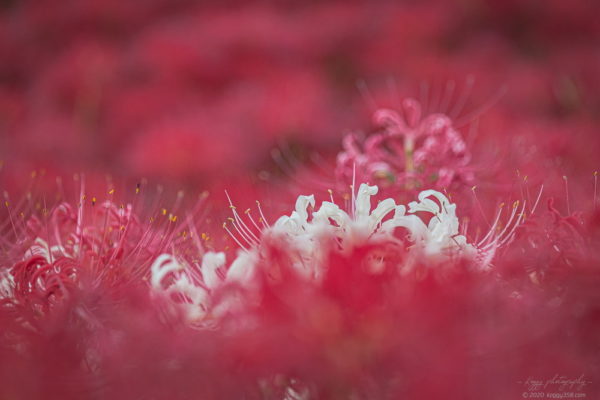 逢妻女川の彼岸花群生地