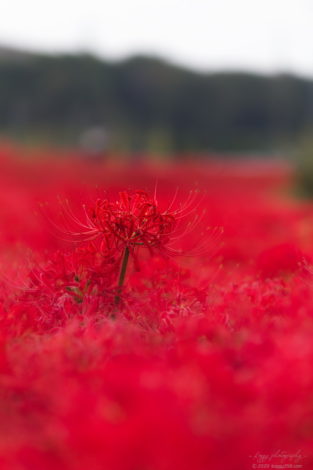 逢妻女川の彼岸花群生地