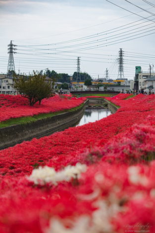 逢妻女川の彼岸花群生地