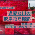 豊田市、逢妻女川の彼岸花群生地を撮影【密度が凄い！真っ赤なカーペット】