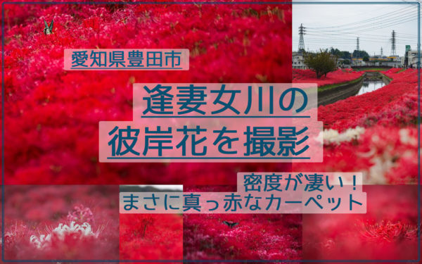 豊田市、逢妻女川の彼岸花群生地を撮影【密度が凄い！真っ赤なカーペット】