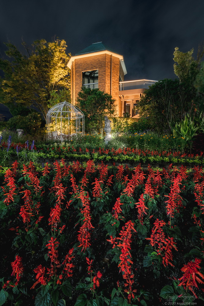 安城デンパークの仲秋のあかり祭りでサルビアの夜景を撮影