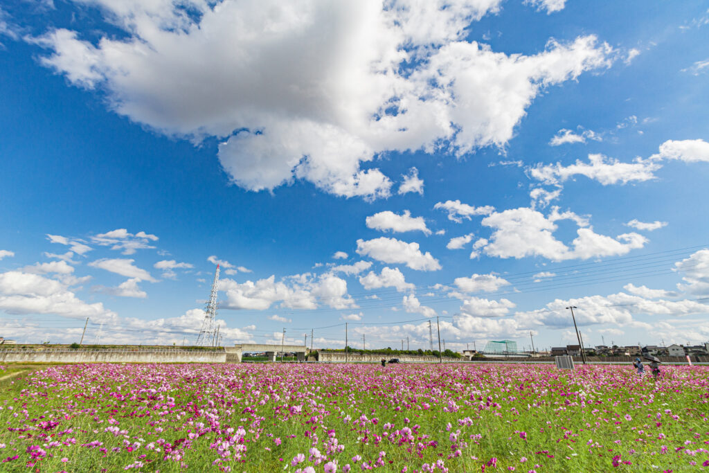 晴天の刈谷市中川町のコスモス畑