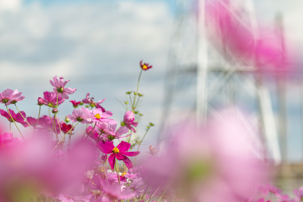 晴天の刈谷市中川町のコスモス畑を望遠レンズで撮影