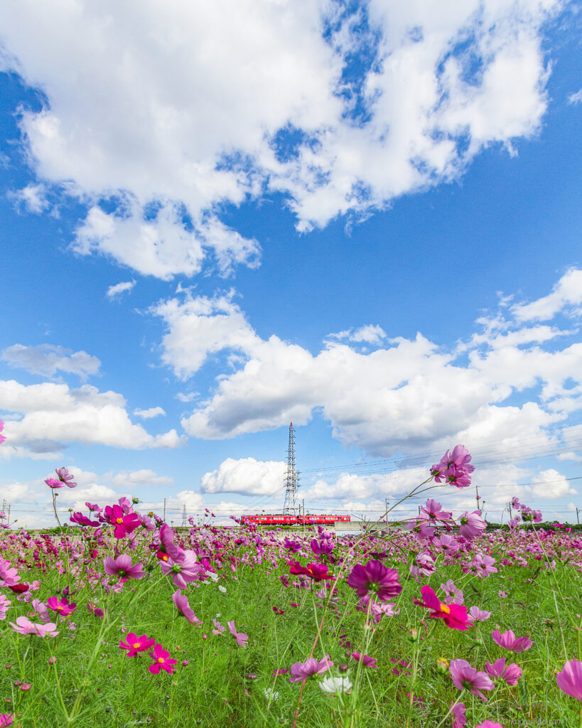 晴天の刈谷市中川町のコスモス畑で名鉄電車を広角レンズで撮影