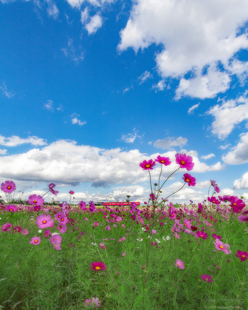 晴天の刈谷市中川町のコスモス畑で名鉄電車を広角レンズで撮影