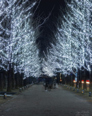 学びの森のイルミネーションを並木街道を正面から撮影