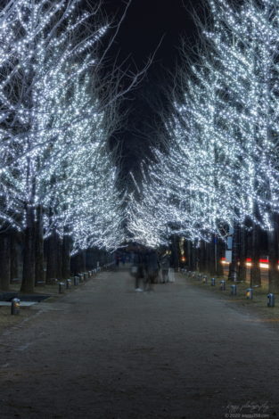 学びの森のイルミネーションを並木街道を正面から撮影
