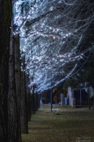 学びの森のイルミネーションを並木街道の外側から撮影