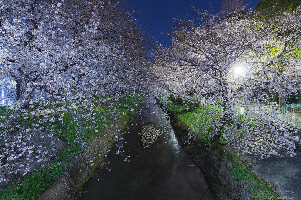 御用水跡街園の夜桜を黒川2号橋から撮影