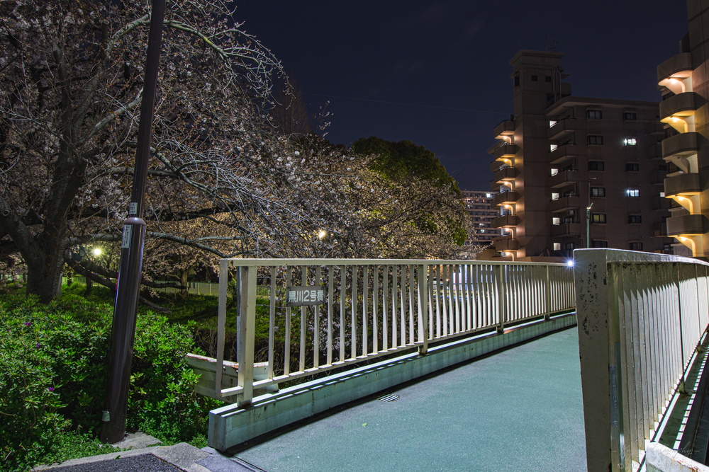 御用水跡街園の黒川2号橋から見る夜桜の雰囲気