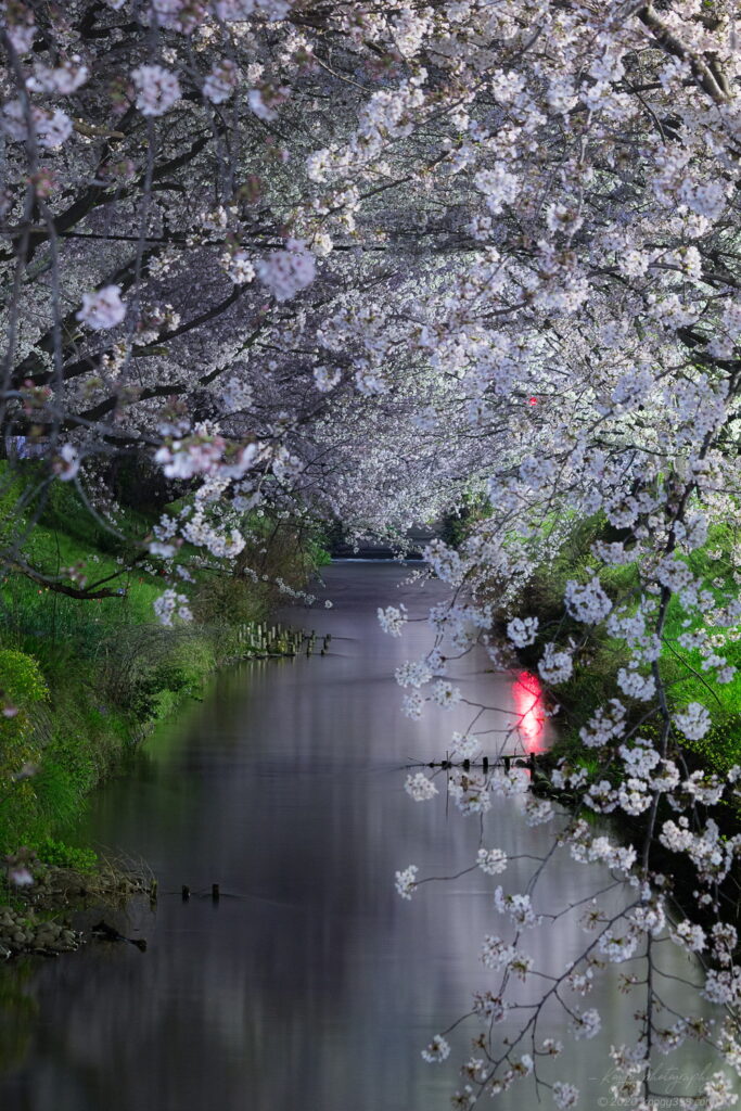 御用水跡街園の夜桜を黒川2号橋から撮影