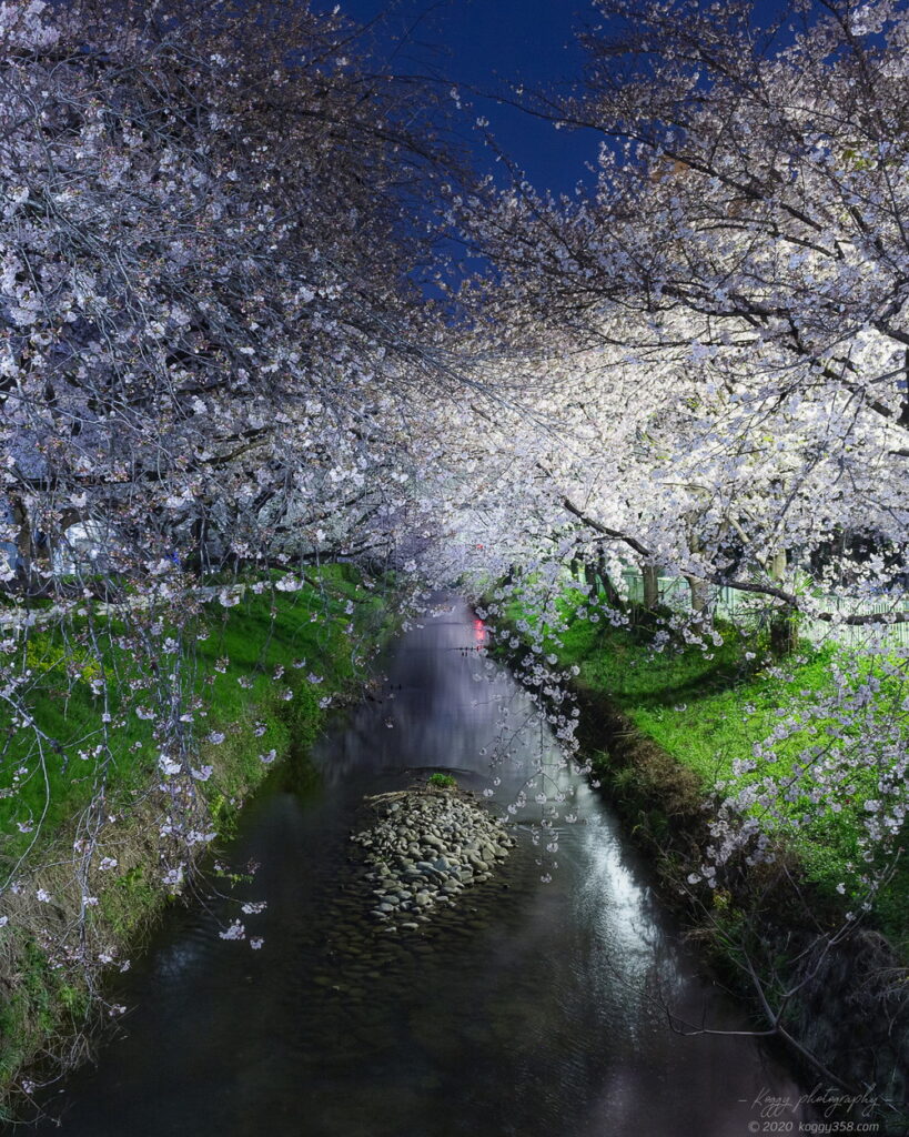御用水跡街園の夜桜を黒川2号橋から撮影