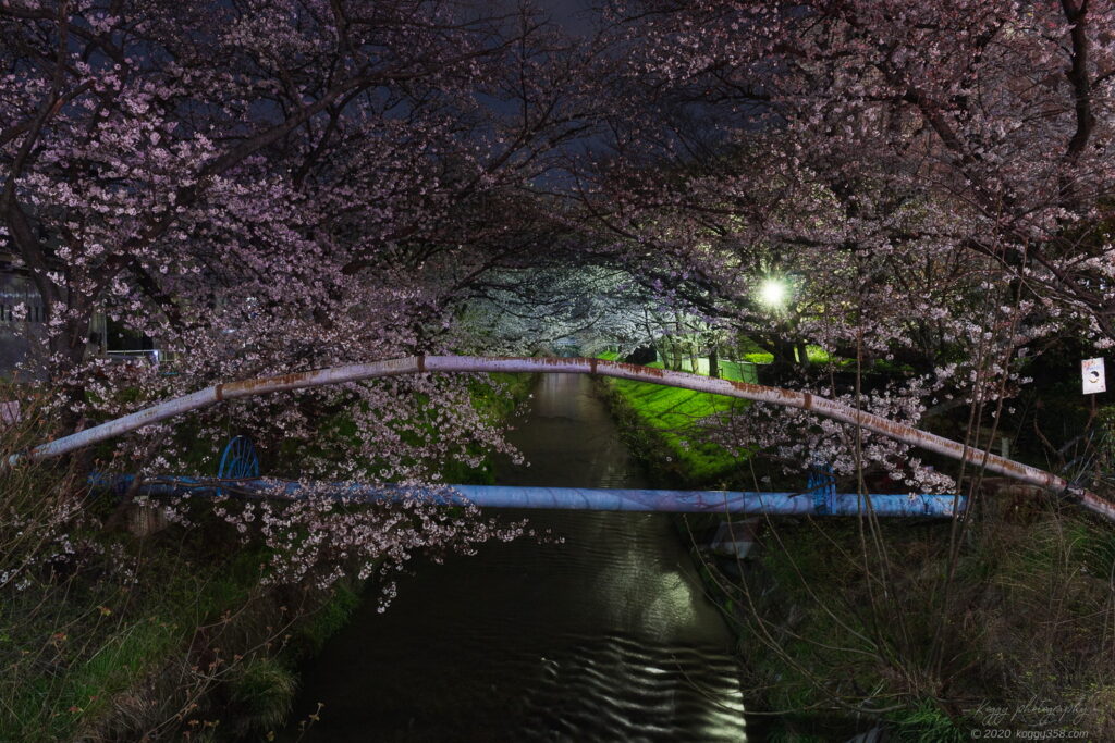 御用水跡街園の夜桜を瑠璃光橋から撮影