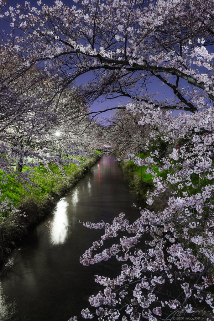 全長1.6㎞の穴場！御用水跡街園の夜桜夜景を撮影！ | こぎフォト