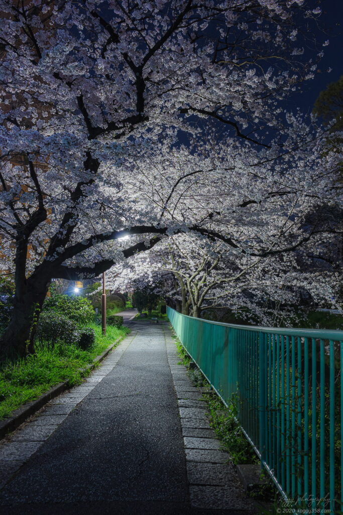 御用水跡街園の夜桜を辻栄橋付近から撮影