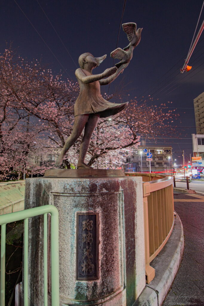 御用水跡街園の瑠璃光橋から見る夜桜の雰囲気