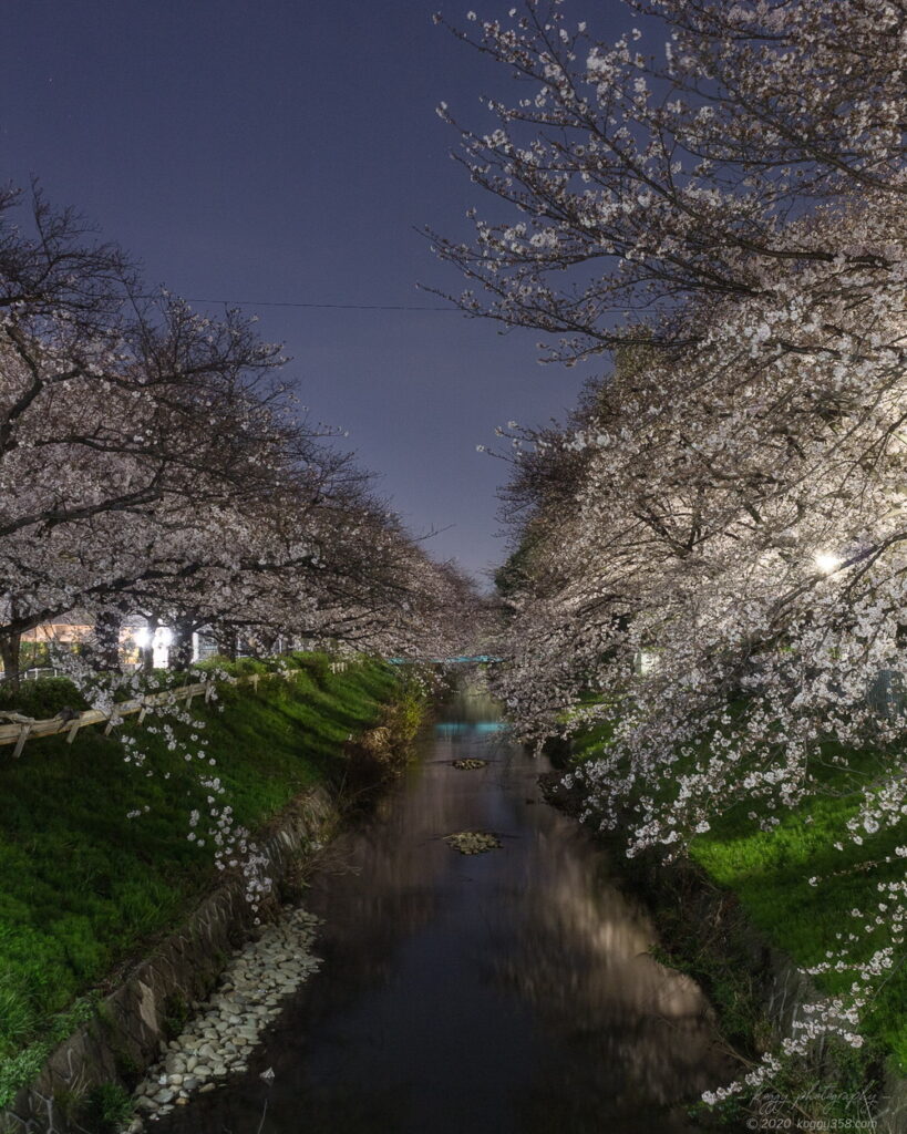 御用水跡街園の夜桜を木津根橋から撮影