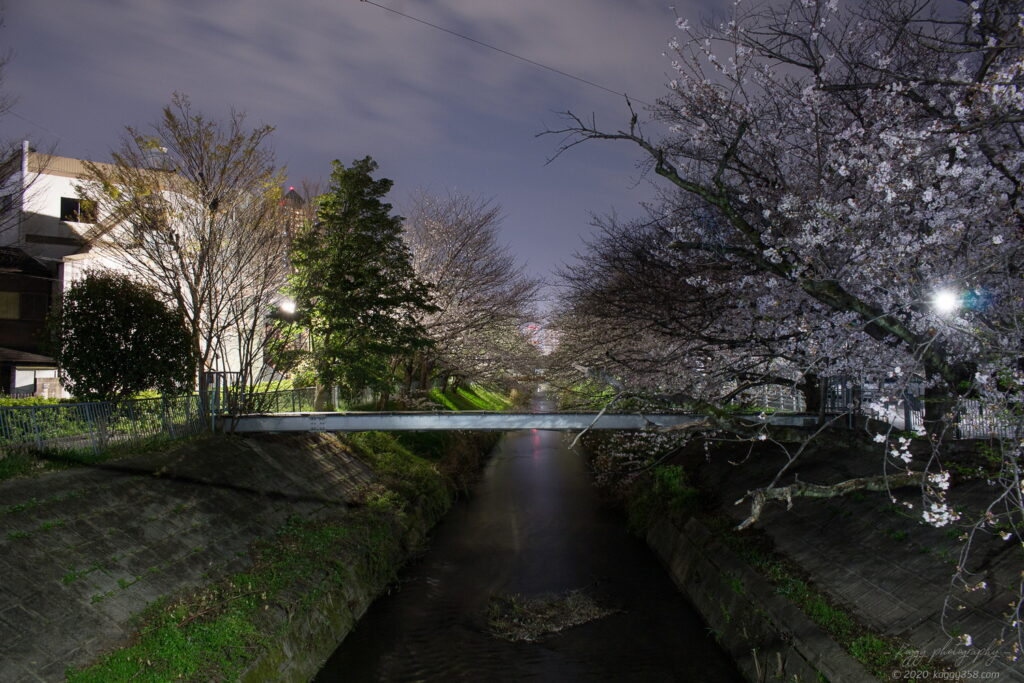 御用水跡街園の夜桜を木津根橋から撮影
