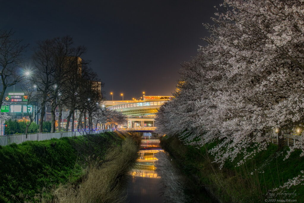 金城橋から見る夜桜の夜景の黒川インターを撮影