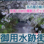 全長1.6㎞の穴場！御用水跡街園の夜桜夜景を撮影！