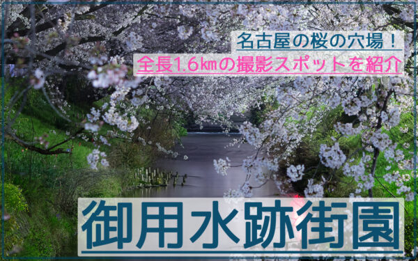 全長1.6㎞の穴場！御用水跡街園の夜桜夜景を撮影！
