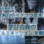 純白のイチョウ並木！岐阜の学びの森のイルミネーションを撮影