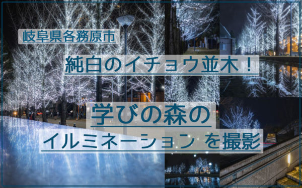 純白のイチョウ並木!岐阜の学びの森のイルミネーションを撮影