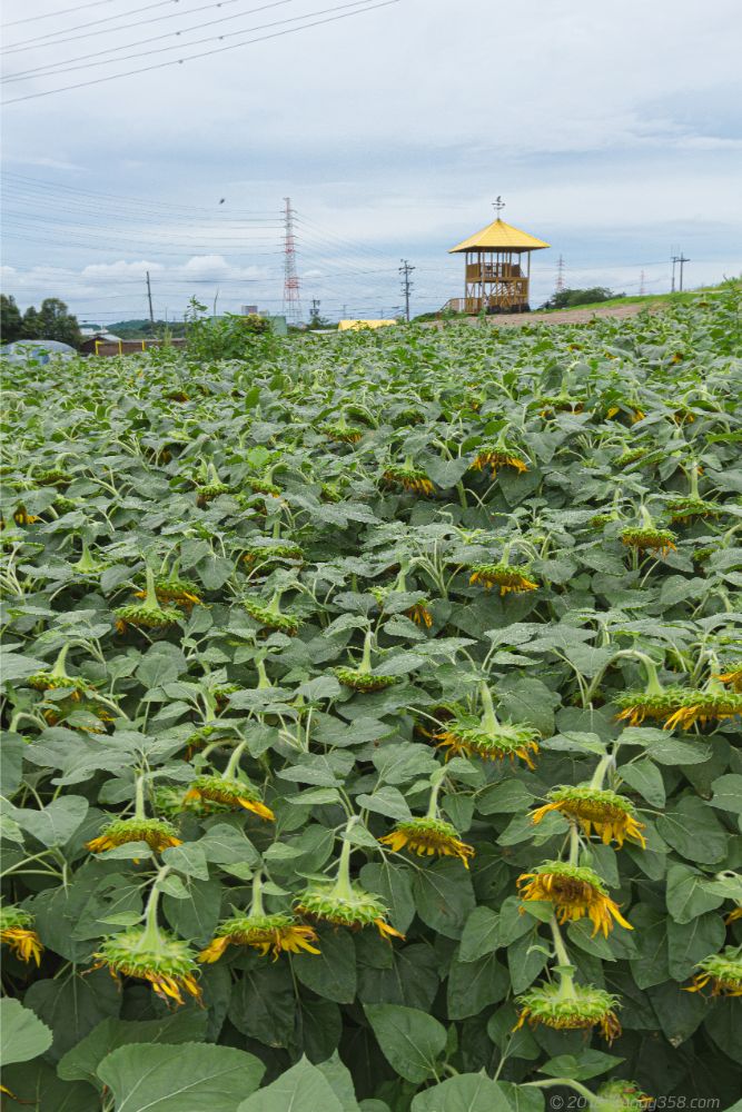 愛知牧場の季節を逃したひまわり