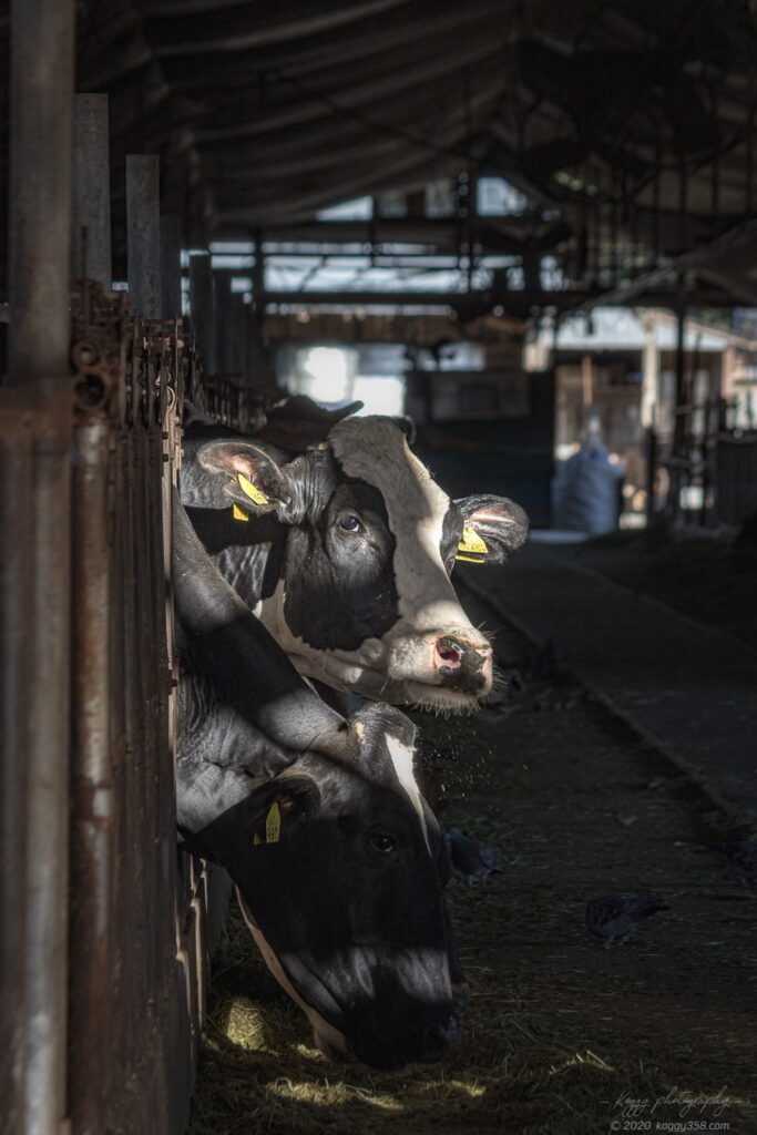 愛知牧場の牛舎を撮影