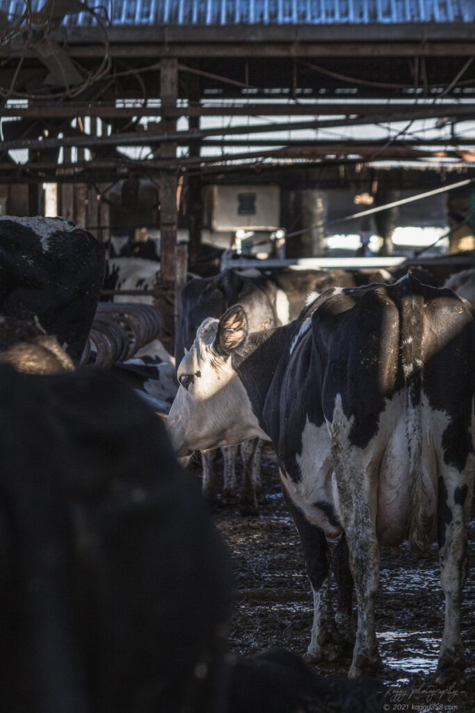 愛知牧場の牛舎を撮影