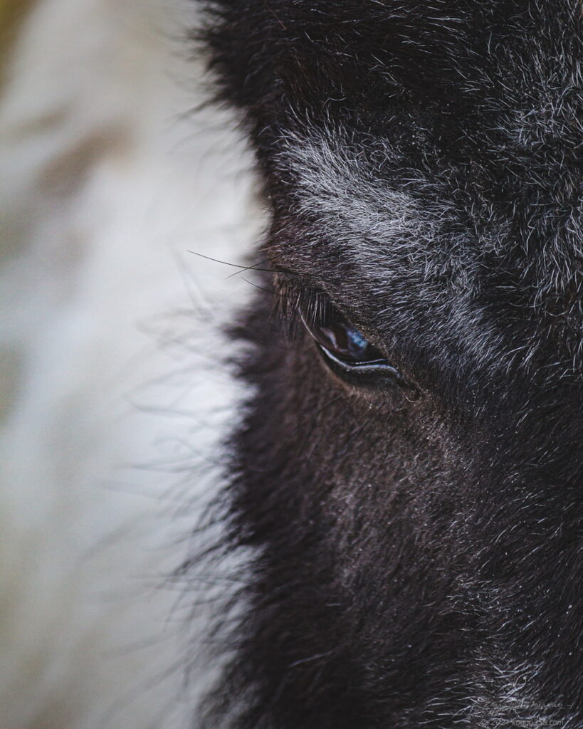 愛知牧場のポニーの顔面をアップで撮影