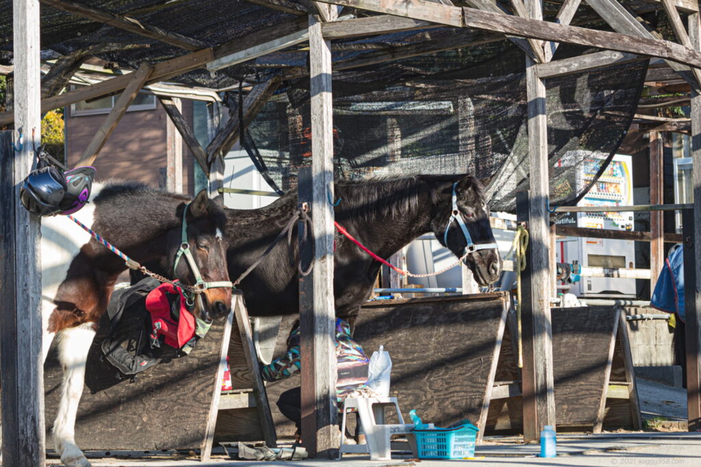愛知牧場の馬小屋でお手入れをしているところを撮影