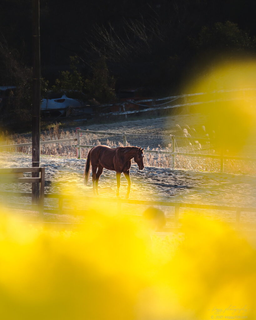 愛知牧場の菜の花と馬を撮影