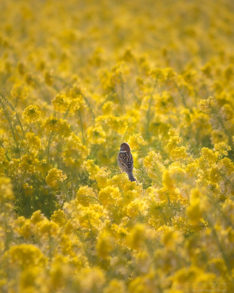 愛知牧場の菜の花とスズメを撮影