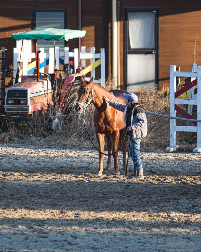 愛知牧場の乗馬クラブ場で馬を調教しているところを撮影