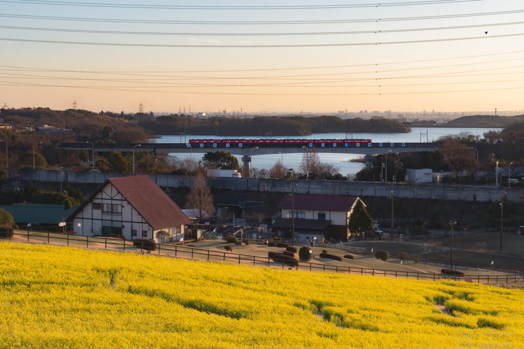 マジックアワーの愛知牧場の菜の花と名鉄電車を撮影